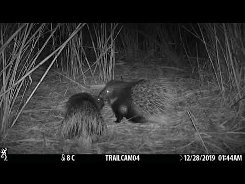 მაჩვზღარბა Indian Porcupine (Hystrix indica)